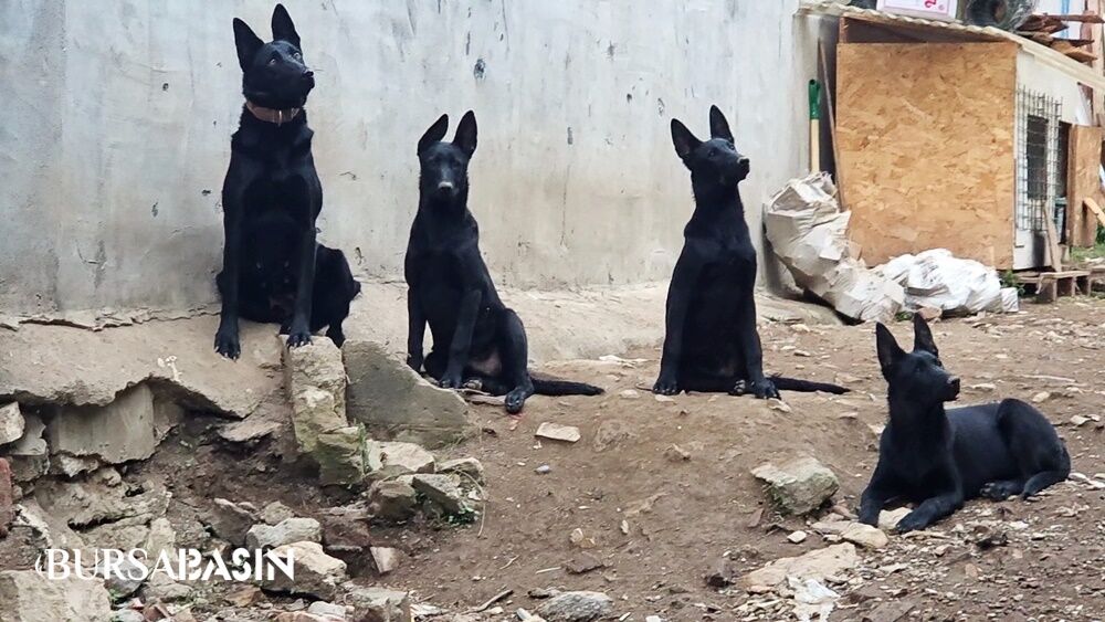 Bursa’da köpek çiftliği tepkisi: Mahalleli sokağa döküldü