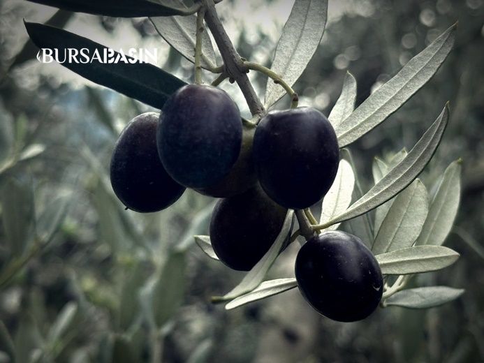 A W813205 02