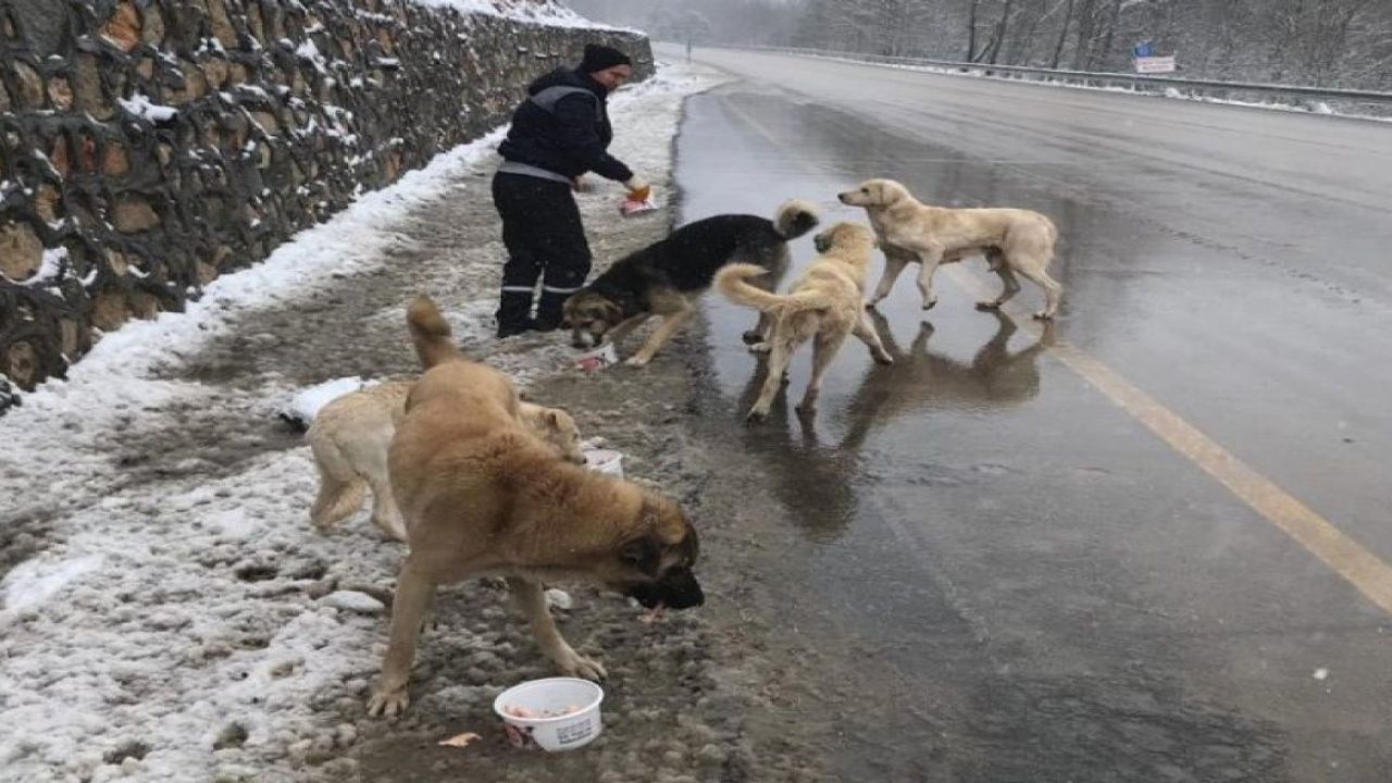Uludağ'da Sokak Hayvanları Aç Bırakılmıyor!