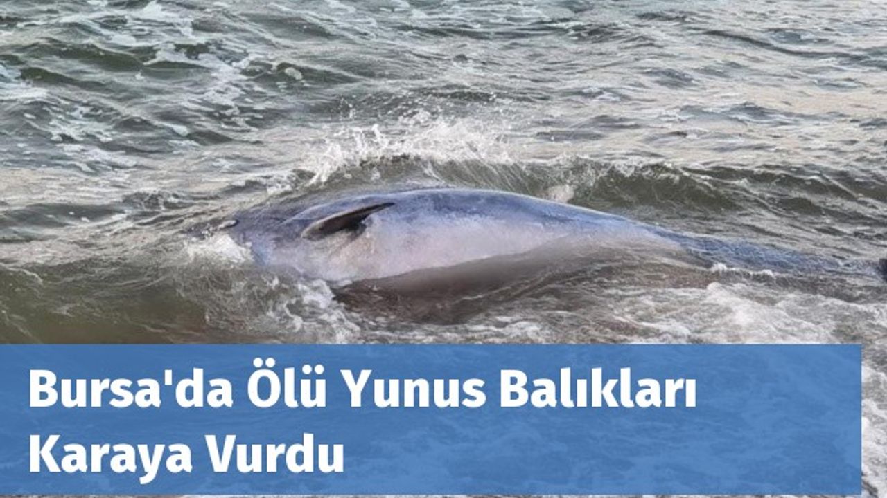 Bursa'da Ölü Yunus Balıkları Karaya Vurdu