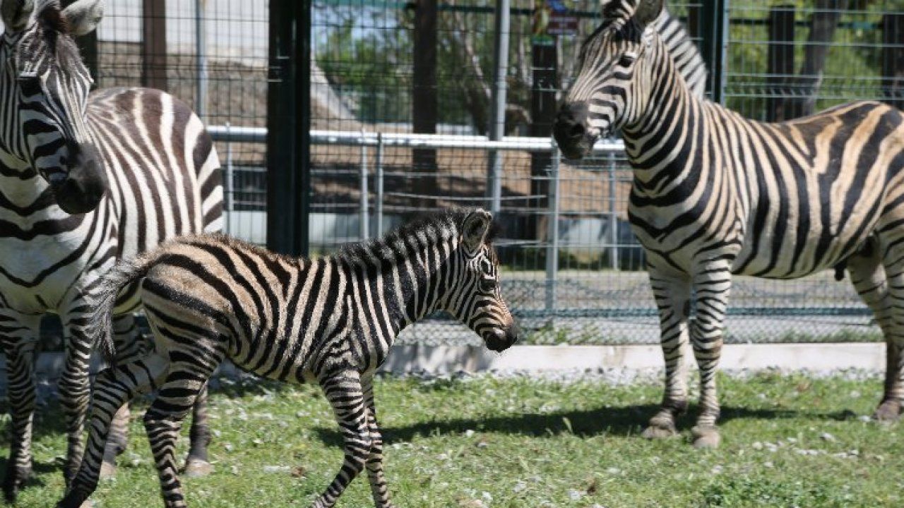 Kayseri Büyükşehir Belediyesi Hayvanat Bahçesi baharla birlikte güzelleşti