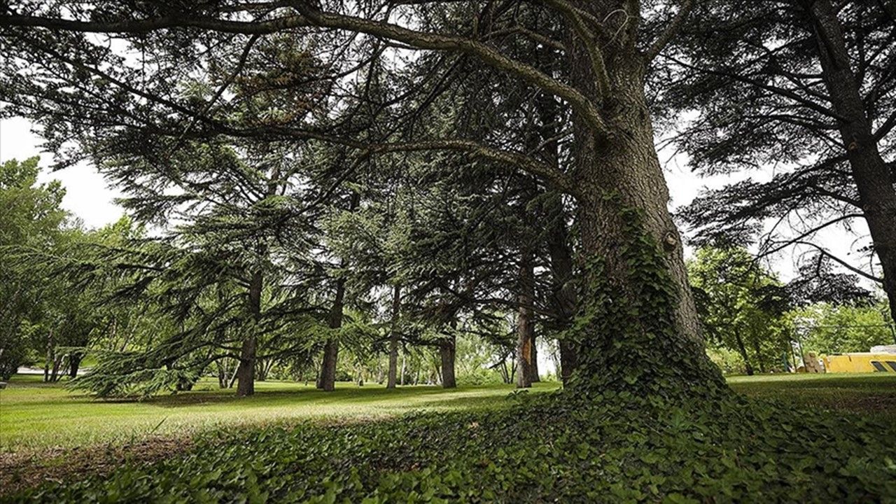 Meclis bahçesi, 282 tür ağacı barındırıyor