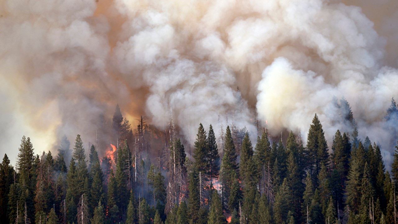 Orman yangınlarında 6 bin 300 hektar alan zarar gördü