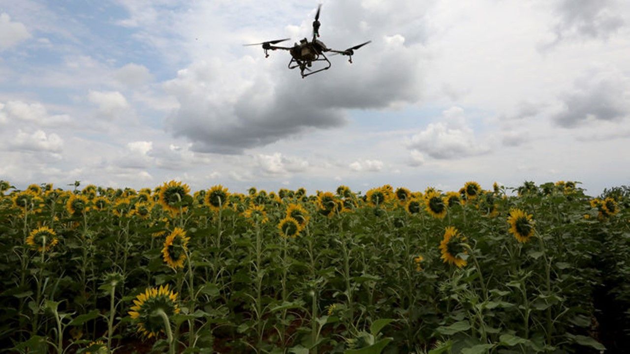 Trakya'da ayçiçeği tarlalarında çayır tırtılı istilası