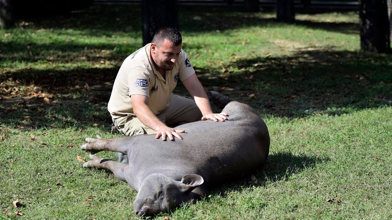 Bursa'da tapir ailesinin masaj keyfi