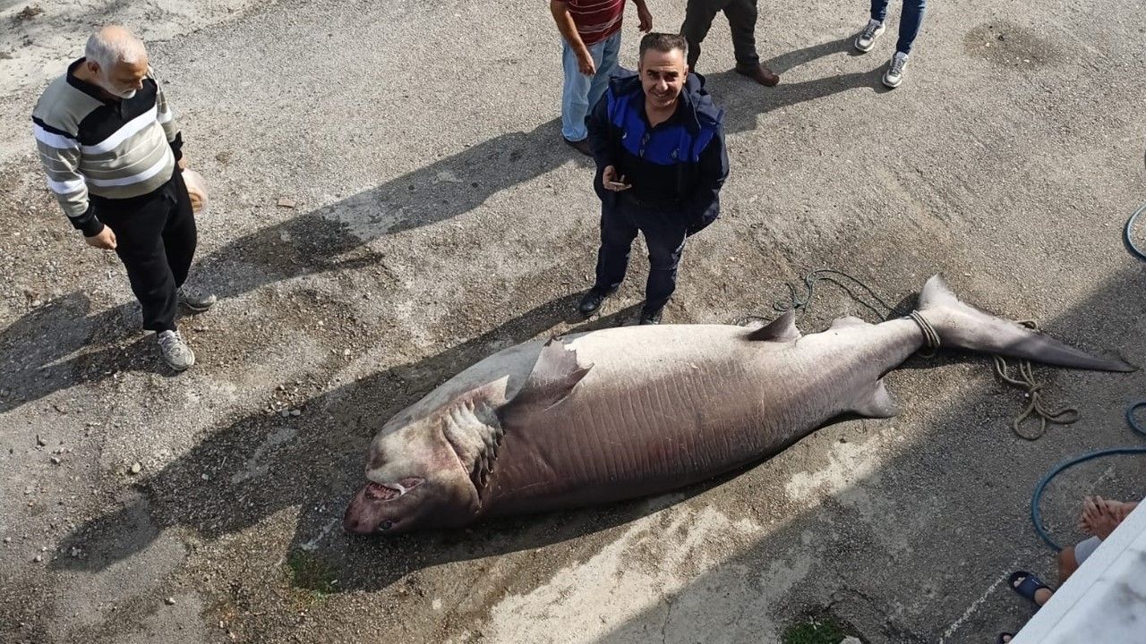 Bursa'da balıkçıların ağına dev köpek balığı takıldı