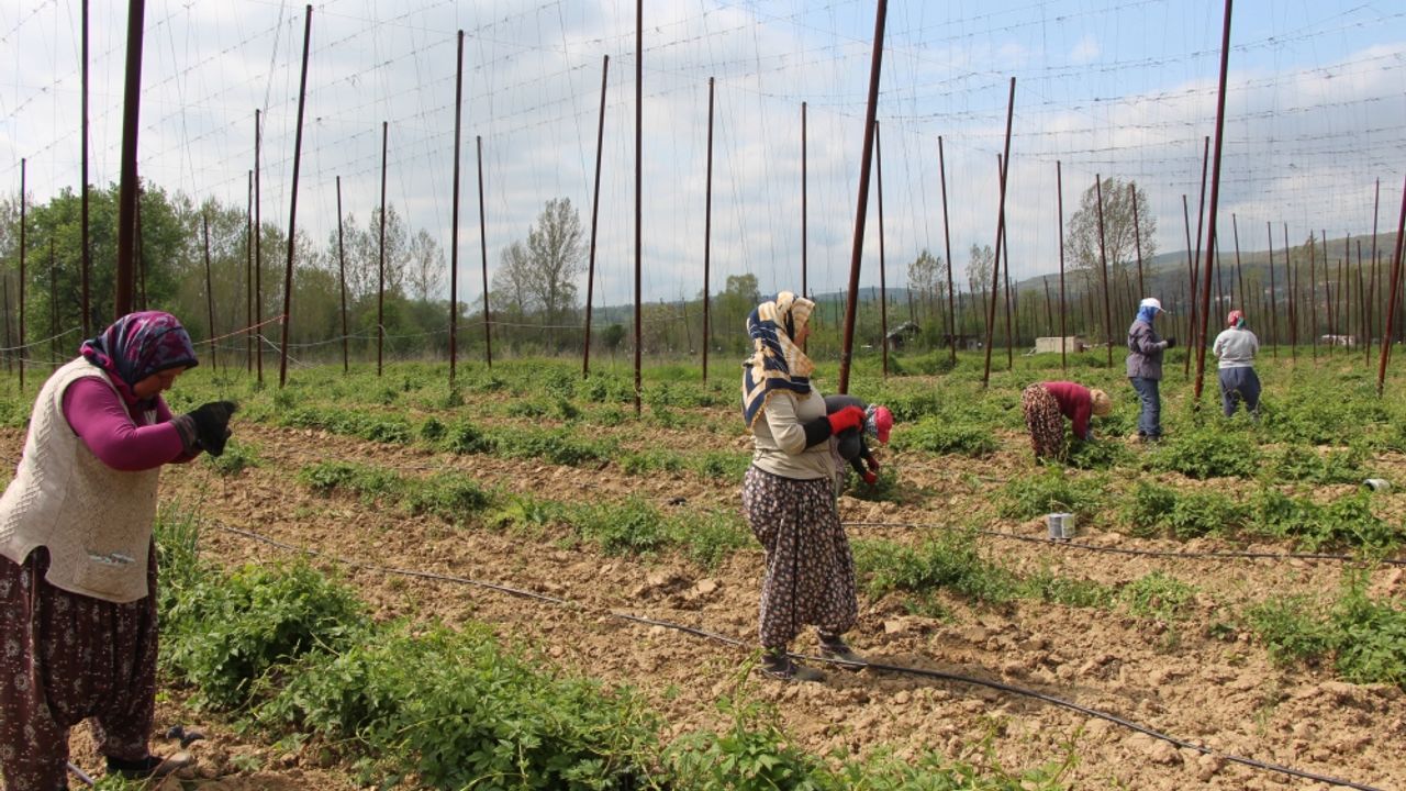 Bilecik'te şerbetçi otu üretilen arazilerde iplik sarma işlemi başladı