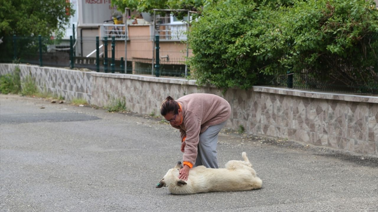 Edirne'de sahipsiz hayvanları korumak isterken darbedildiğini öne süren kadın polise başvurdu