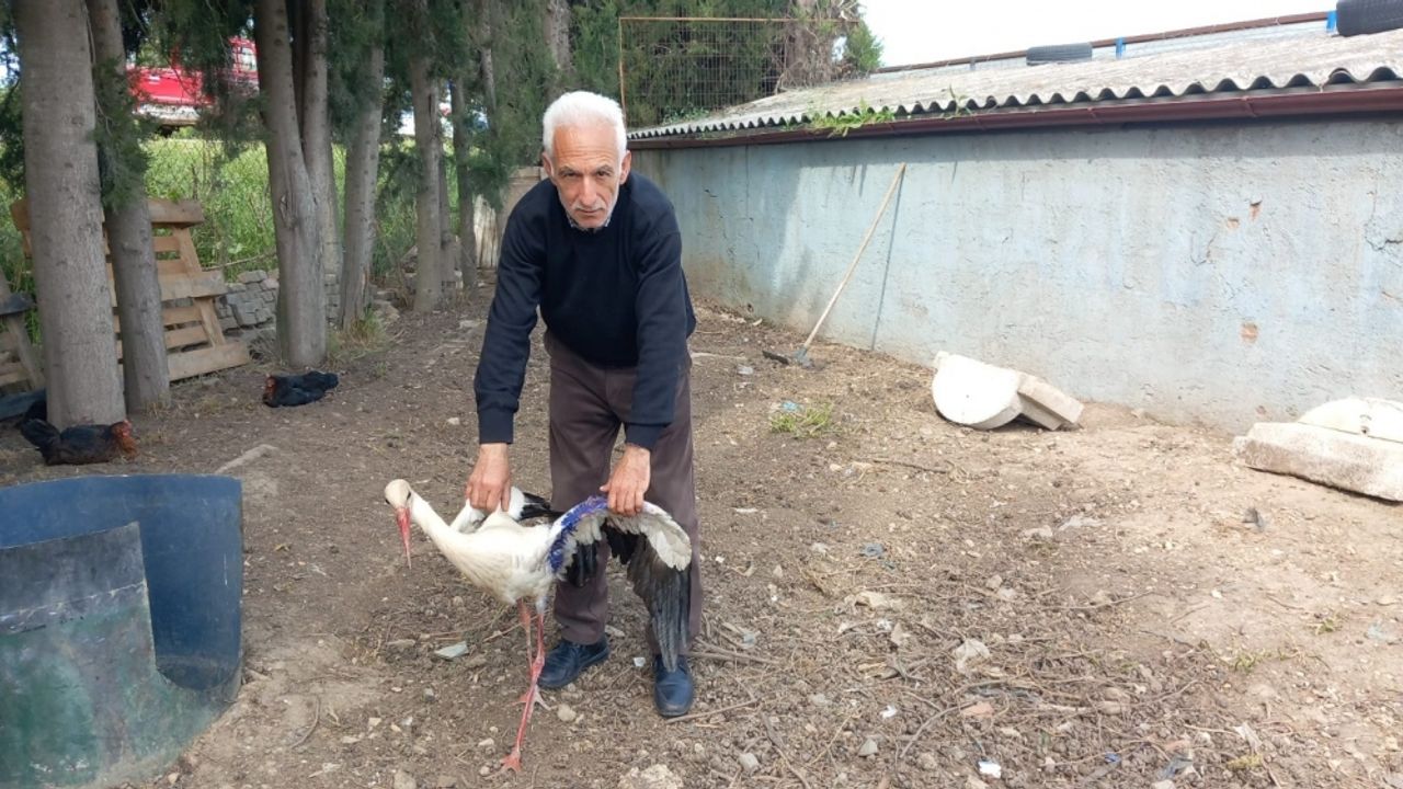 Orhangazi'de yaralı bulunan leylek tedavi edildi