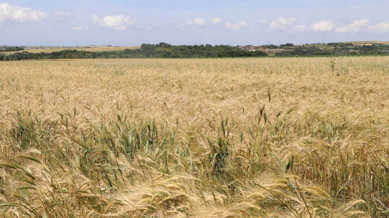 Buğday ve arpa fiyatları Trakya çiftçisinin beklentisini karşıladı