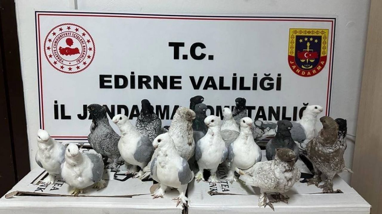 Edirne'de kaçak hayvan ticaretinin önlenmesi kapsamında cins köpekler ve güvercinler yakalandı