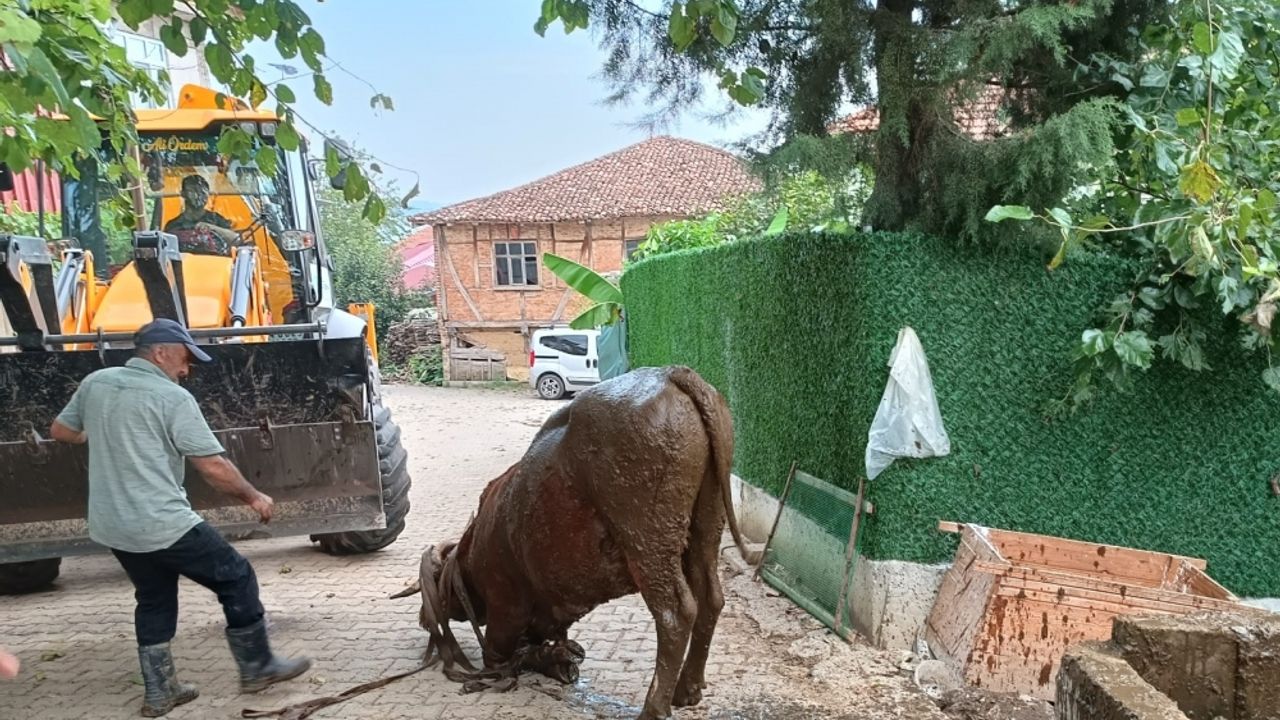 Kocaeli'de çamurda mahsur kalan inek iş makinesiyle kurtarıldı