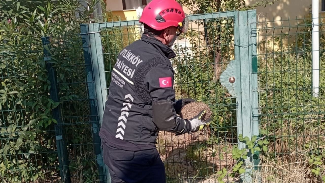Yalova'da bahçe kapısının profilleri arasında sıkışan kirpi kurtarıldı