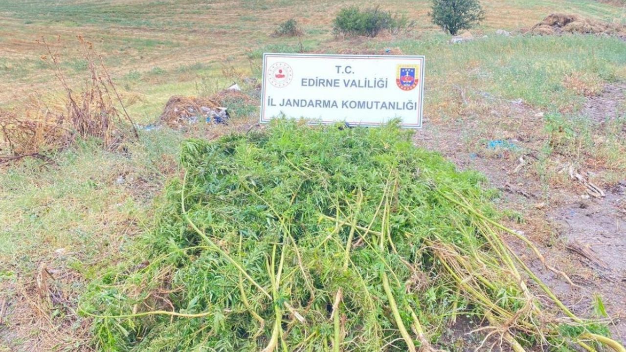 Edirne'de ayçiçeği tarlasında 450 kök Hint keneviri ele geçirildi
