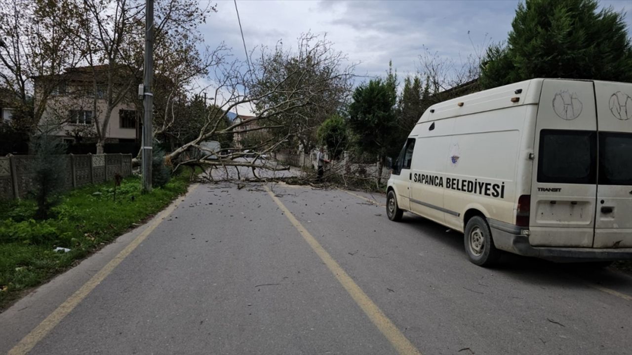 Sapanca'da şiddetli rüzgar nedeniyle devrilen ağaç elektrik hatlarını kopardı