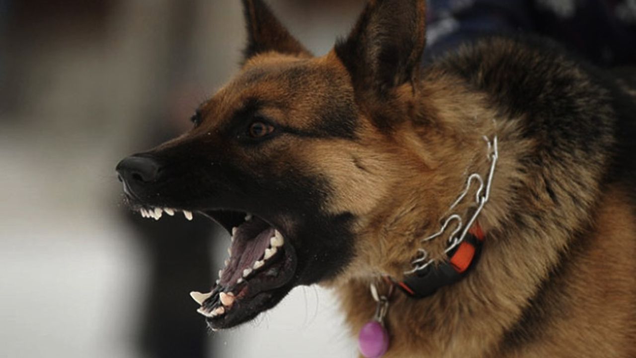 Sakarya Hendek'te İş Yeri Açmaya Çalışan Kadın Köpek Saldırısına Uğradı