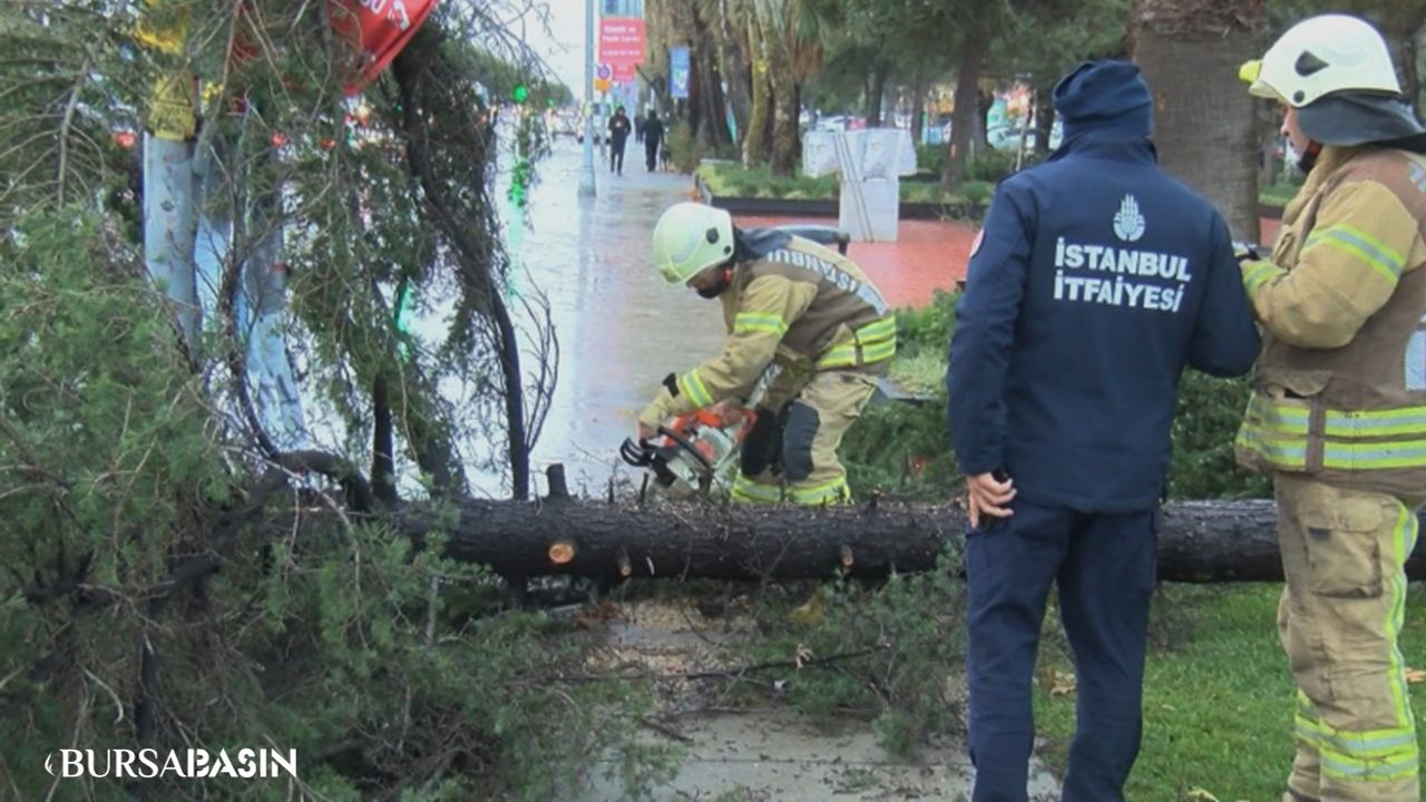 Maltepe'de Rüzgarın Etkisi: Ağaç Direğe Devrildi
