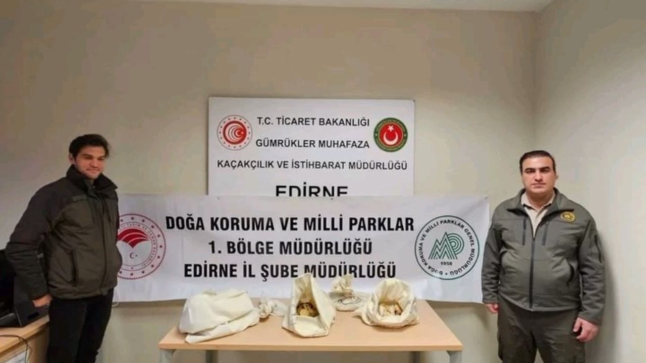 Türkiye’ye 33 tehlikeli piton soktu: Cezası 26 bin lira