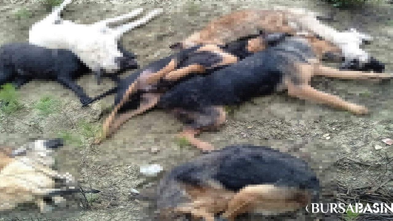 Bilecik'te 14 Köpeğin Ölümü: 4 Kişi Adli Kontrolle Serbest