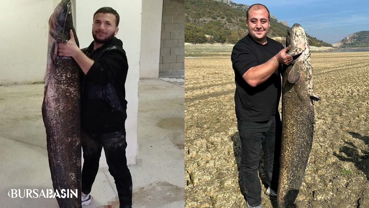 Boğazköy Barajı’nda Dev Yayın Balıkları Görüldü