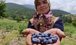 Bursa'da Tarım İşçilerinin Yüzü Gülüyor