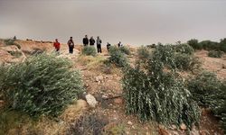 İsrail'de zeytin ağaçları kesildi