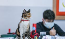 Kedi "Karamel" soğuktan sığındığı okulun maskotu oldu