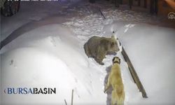 Uludağ'da ayının köpekle boğuşması kameralarda