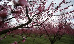 Bursa'da Şeftali Ağaçları Çiçek Açtı