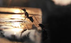 İstilacı karıncalar havalimanını işgal ediyor