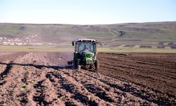 50 ton ata buğdayı kavılca tohumu toprakla buluştu