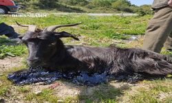 Bursa'da zifte yapışan keçiyi itfaiye kurtardı