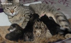Bursa'da tavşan yavrusuna kedi annelik ediyor