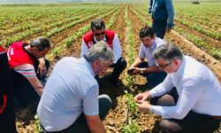 Bandırma'da ceviz fidanı üreticilerine bilgilendirme yapıldı
