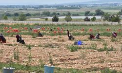 Bursa'da tescilli Karacabey soğanının hasadına başlandı