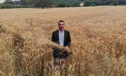 Kestel Belediyesi kendi buğdayını ekiyor