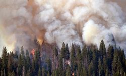 Orman yangınlarında 6 bin 300 hektar alan zarar gördü