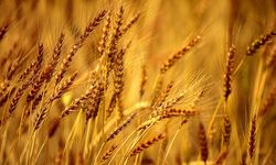 Buğday fiyatlarının düşmesi bekleniyor
