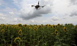 Trakya'da ayçiçeği tarlalarında çayır tırtılı istilası
