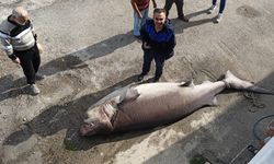Bursa'da balıkçıların ağına dev köpek balığı takıldı