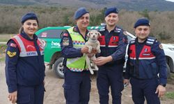 Sokak hayvanlarına Jandarma şefkati