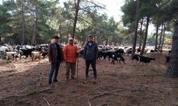 Edirne'de kıl keçisi gen kaynaklarının sürdürülebilirliği hedefleniyor