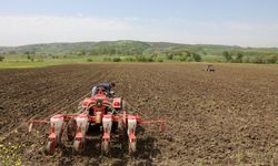Mudanya Belediyesi 308 dönüm arazide ayçiçeği ve buğday üretecek