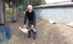 Orhangazi'de yaralı bulunan leylek tedavi edildi
