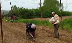 Pazaryeri Boncuk Fasulyesi tohumları toprakla buluştu