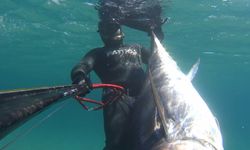 Çanakkaleli dalgıç, zıpkınla 110 kilogramlık orkinos avladı