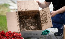 Kırklareli'nde süs bitkisine oğul veren arılar kutuya konularak uzaklaştırıldı