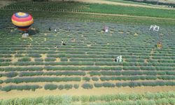 Tekirdağ'da mor renkli lavanta tarlaları ziyaretçi çekiyor