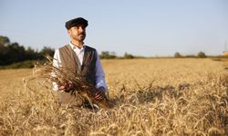 Ekmeği 1 Liradan Satan Kestel Belediyesi Buğdayların Hasadını Yaptı
