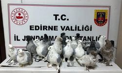 Edirne'de kaçak hayvan ticaretinin önlenmesi kapsamında cins köpekler ve güvercinler yakalandı